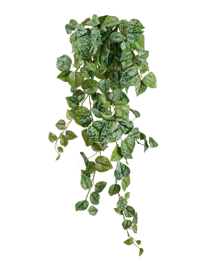 Сциндапсус Пиктус серебристо-зелёный фото