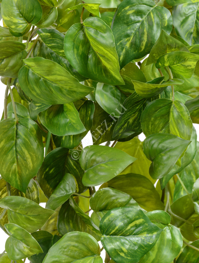 Потос Ауреум ампельный фото