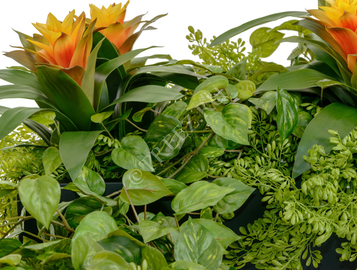 Потос Ауреум ампельный фото