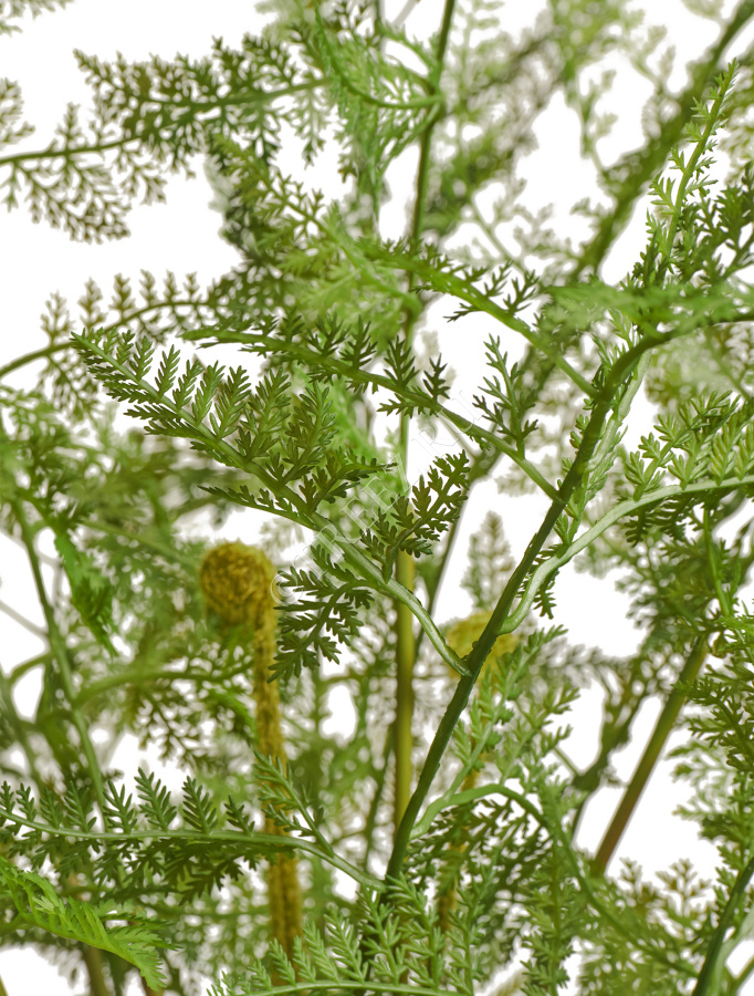 Папоротник Аспарагус куст нежно-зелёный в кашпо фото