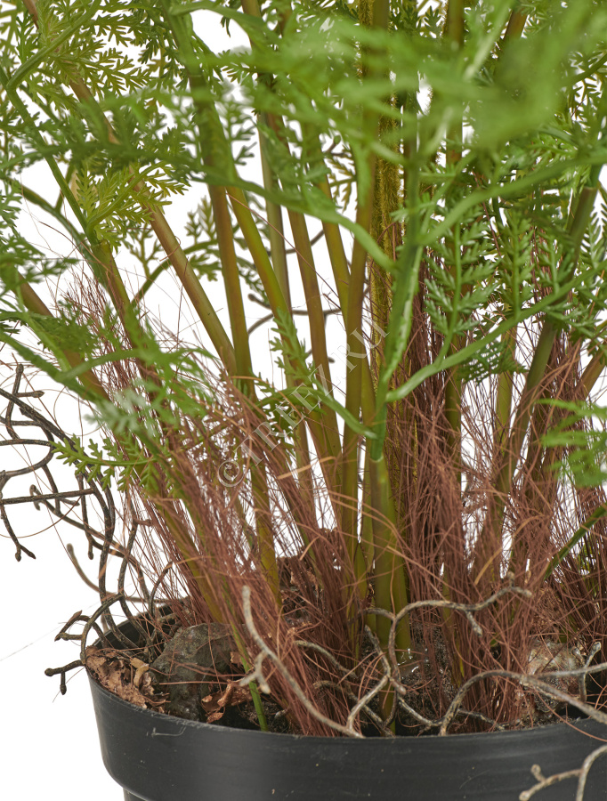 Папоротник Аспарагус куст нежно-зелёный в кашпо фото