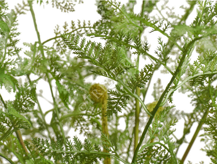 Папоротник Аспарагус куст нежно-зелёный в кашпо фото