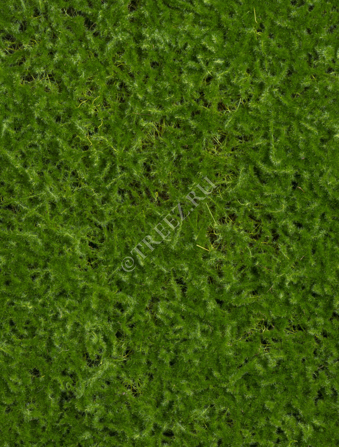 Мох Сфагнум (полотно) фото