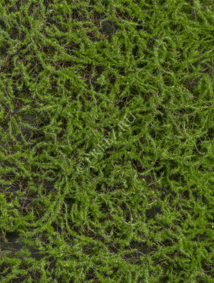 Мох Сфагнум Fuscum зелёный (полотно) фото