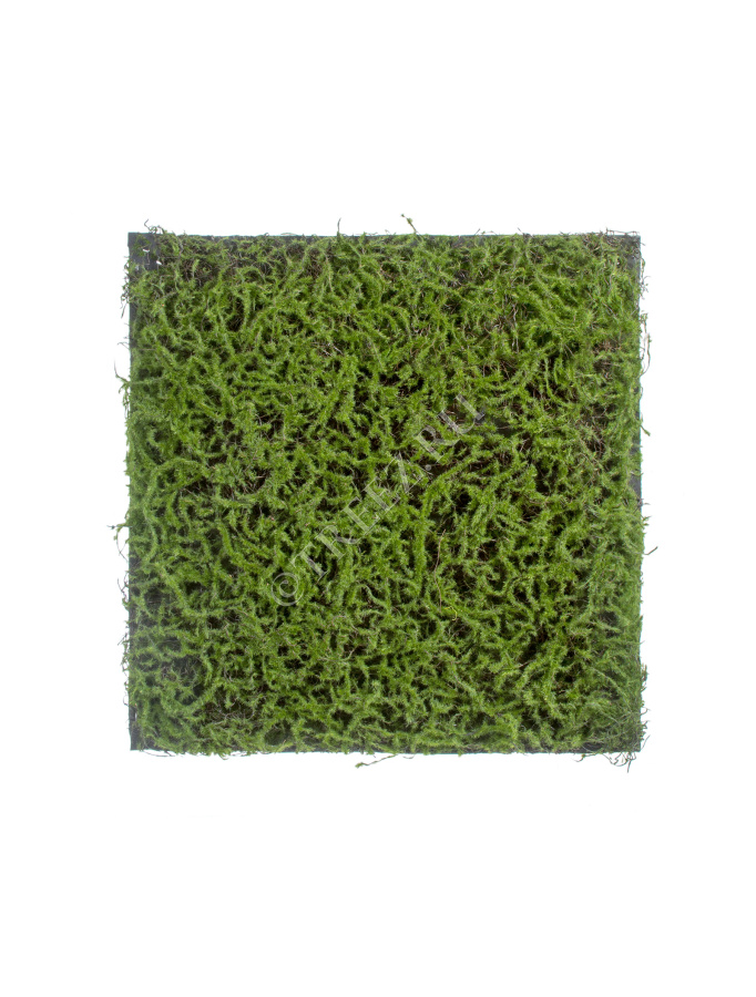 Мох Сфагнум Fuscum зелёный (полотно) фото