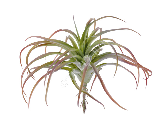 Тилландсия розетка св.зелёная с бордо припылённая фото