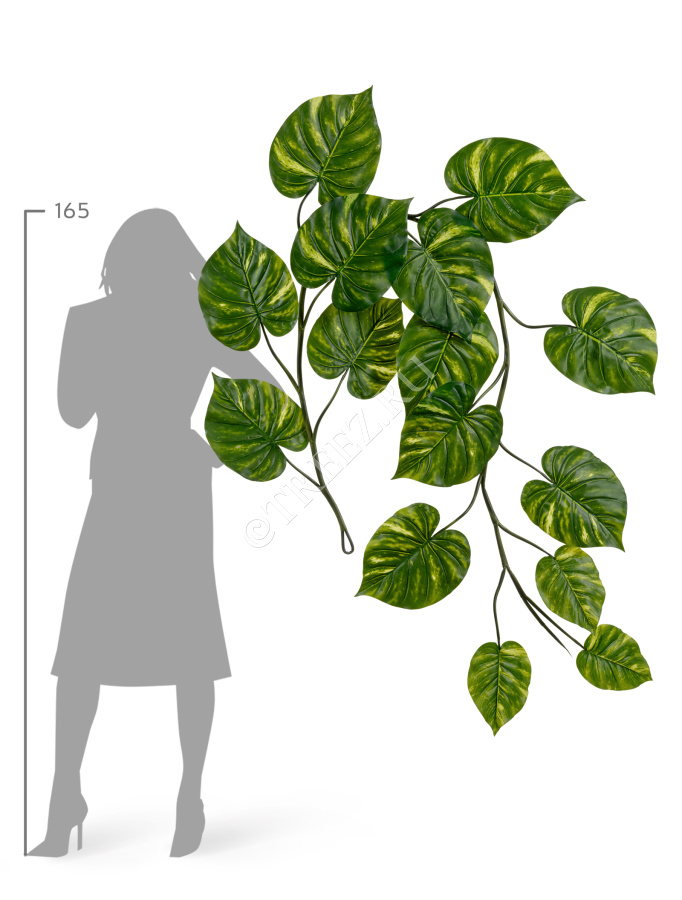 Потос Giant лиана фото