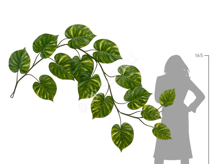 Потос Giant лиана фото