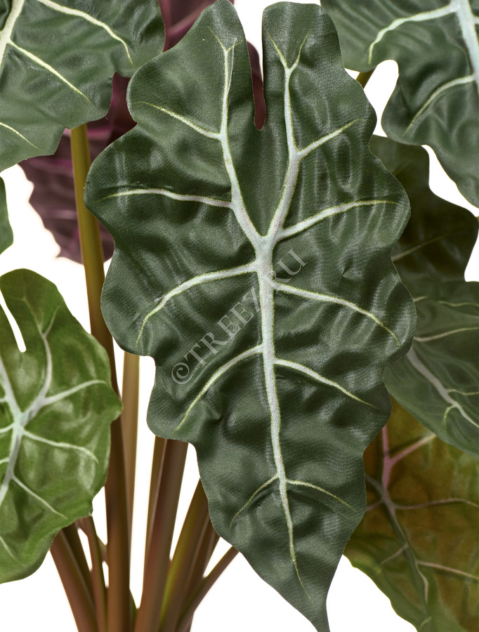 Алоказия куст фото