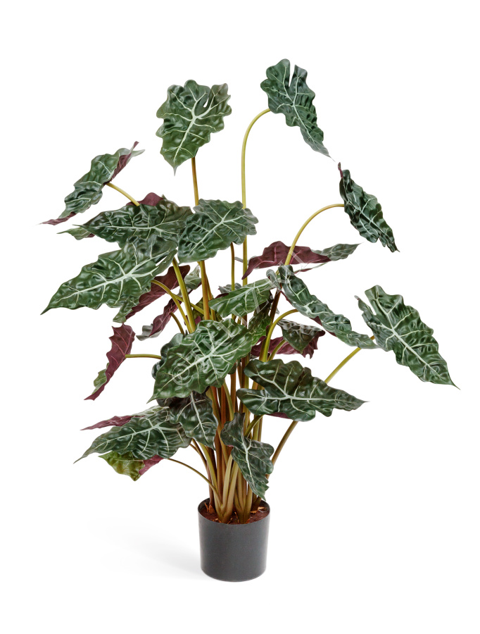 Алоказия фото