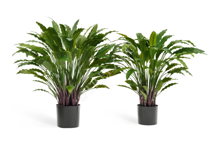 Калатея в горшке фото