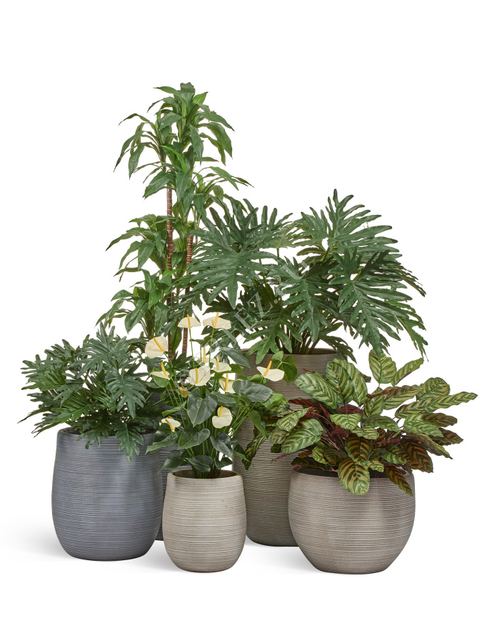 Калатея крупнолистная зелёно-бордовая в горшке фото