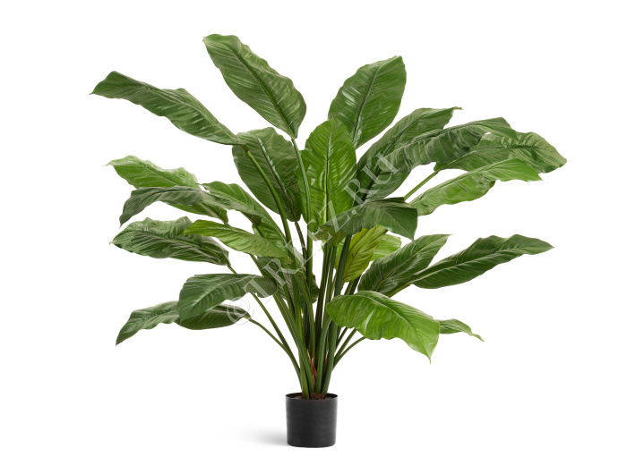 Спацифилум Гигант (без цветов) фото