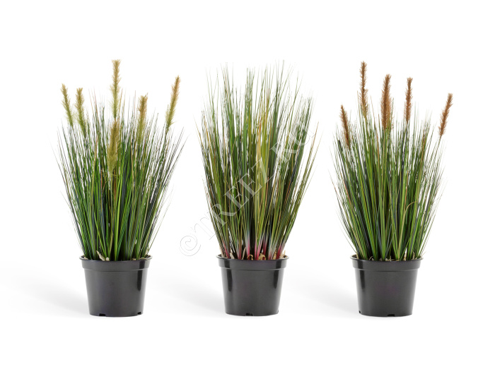 Трава Осока куст с зелёными султанами фото