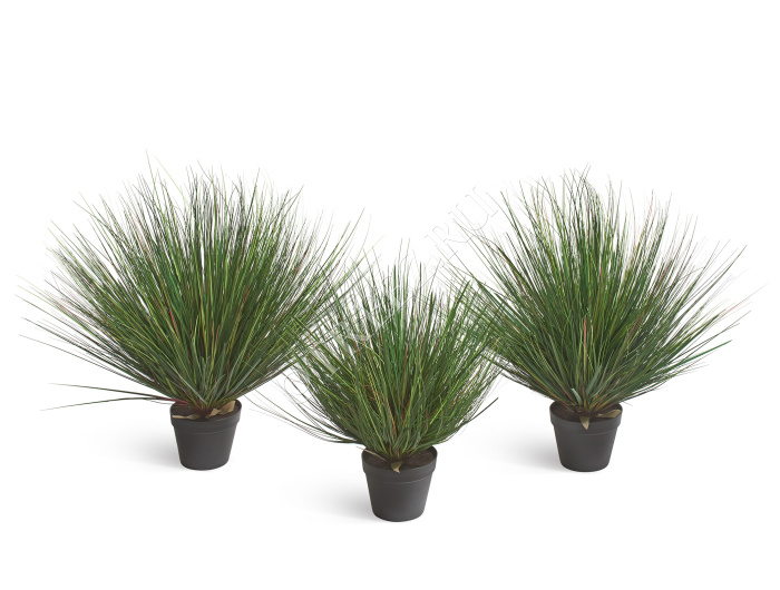 Трава Осока горная куст фото