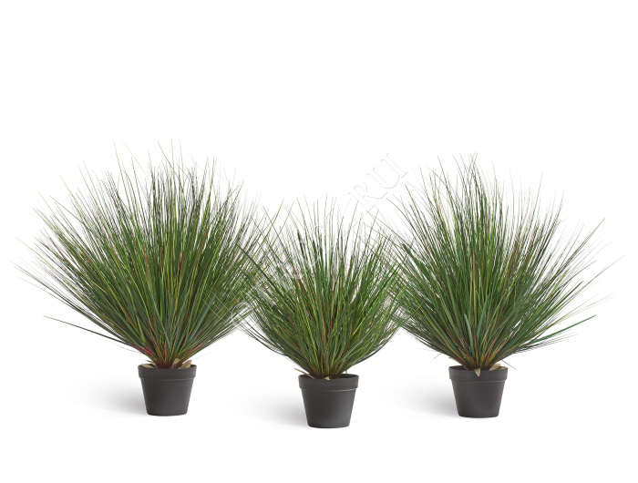 Трава Осока горная куст фото