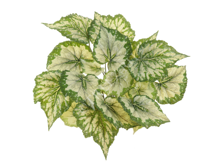 Бегония куст крупнолистная светло-зелёная большая фото