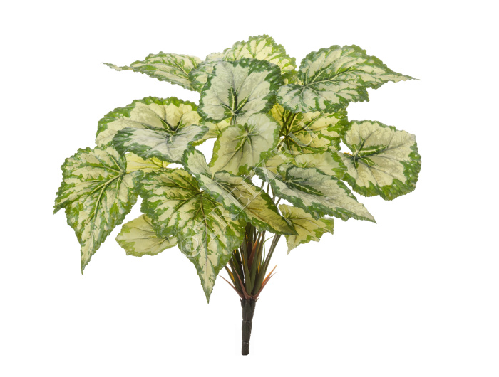 Бегония куст крупнолистная светло-зелёная большая фото