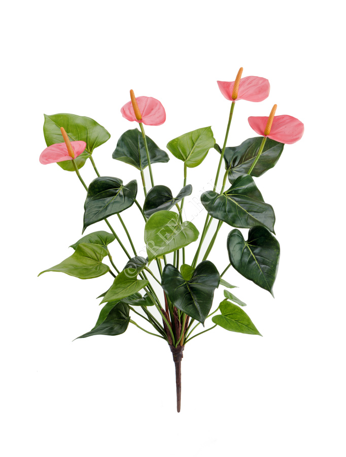 Антуриум куст де люкс нежно-розовый фото