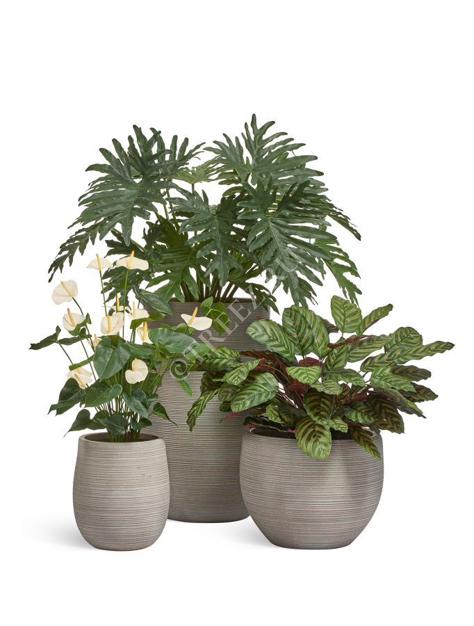 Антуриум Де Люкс большой куст кремовый в кашпо фото