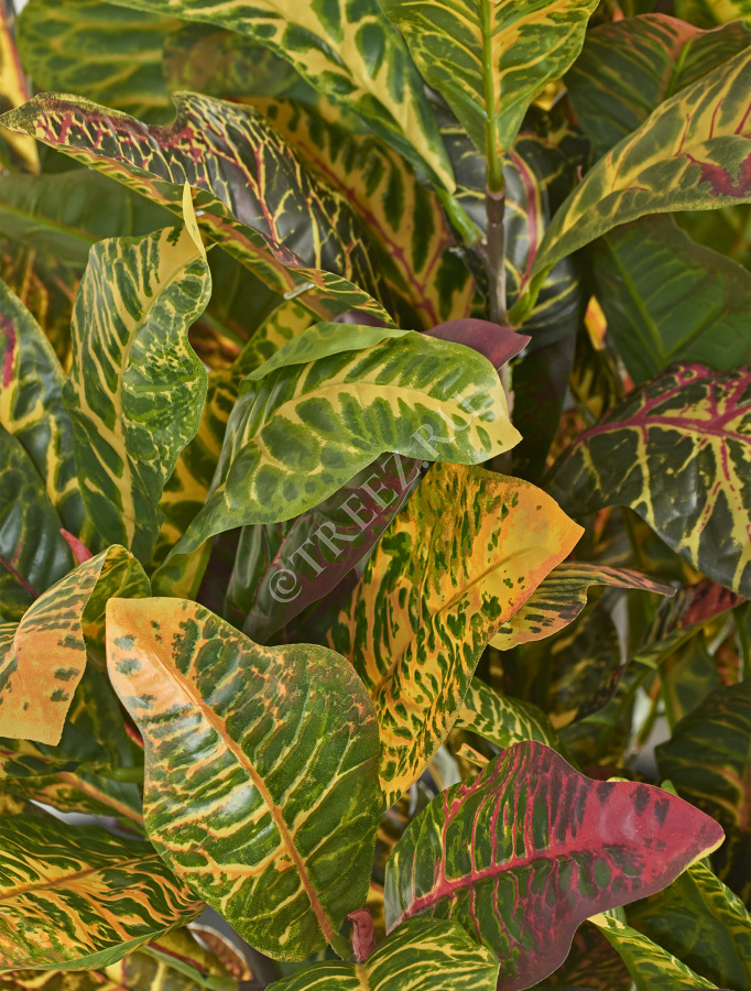 Кротон куст Мидл зелёно-жёлто-розовый (Sensitive Botanic) фото