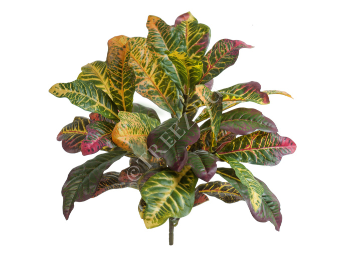 Кротон куст Мидл зелёно-жёлто-розовый (Sensitive Botanic) фото