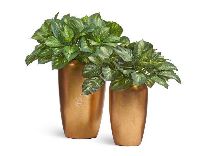 Хоста бело-зелёная большая фото