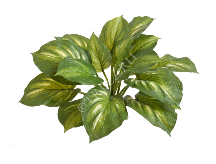 Хоста жёлто-зелёная большая (Sensitive Botanic) фото