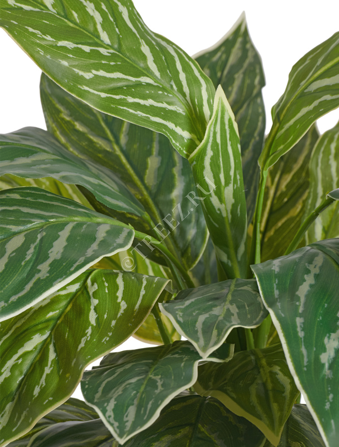 Аглаонема Страйпс куст бело-зелёный фото