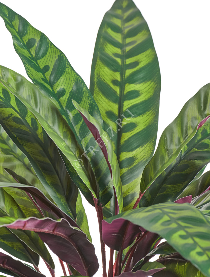 Калатея узколистная Лансифолия куст фото