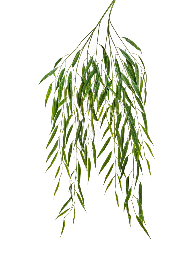 Ветвь Ивы фото