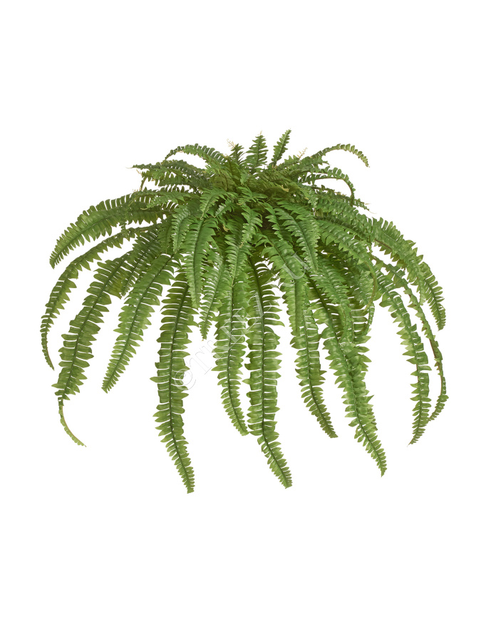 Папоротник Бостон Новый свисающий Мидл фото