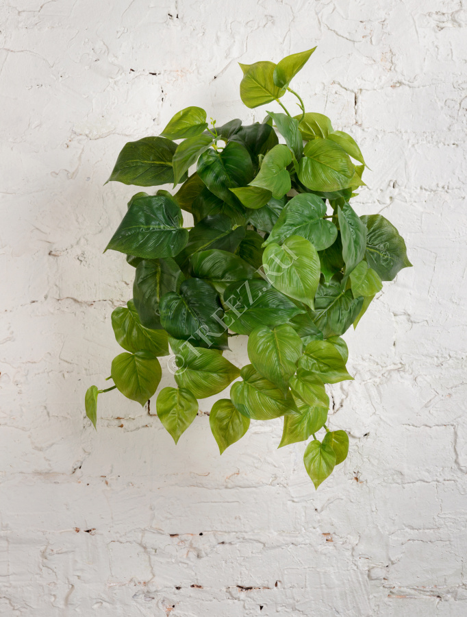 Филодендрон крупнолистный ампельный средний фото