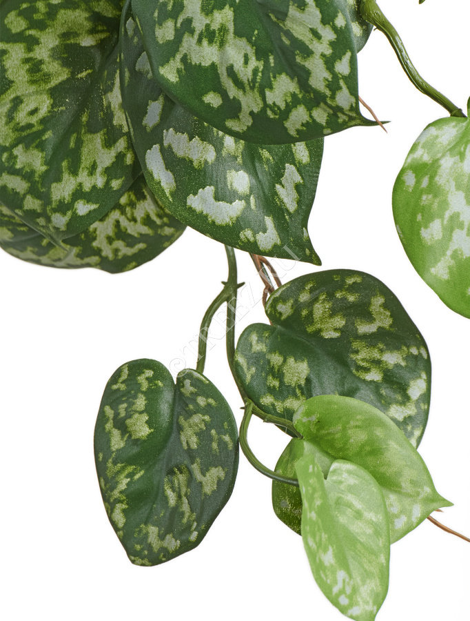 Сциндапсус Пиктус куст ампельный (серия FR - огнезащита) фото