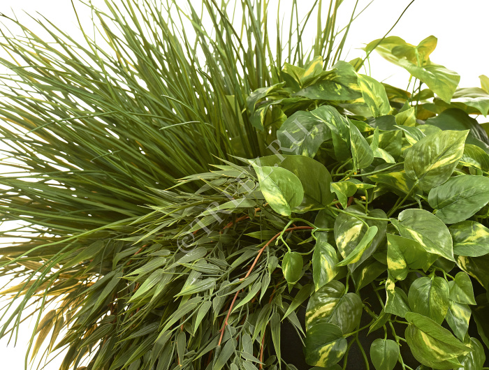 Бамбук ампельный фото