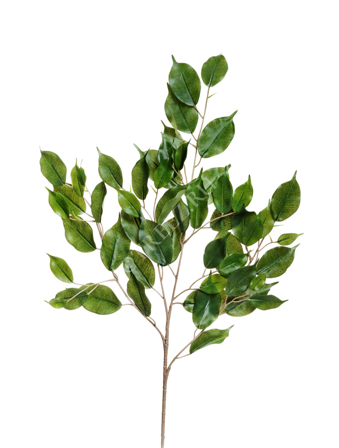 Ветка фикуса Бенджамина 75 см фото