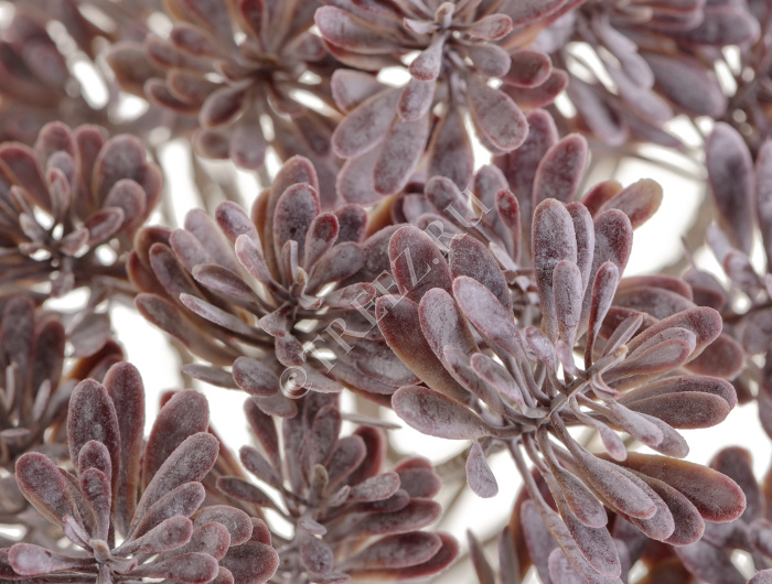 Дасти Миллер куст фиолетово-зелёный припылённый фото