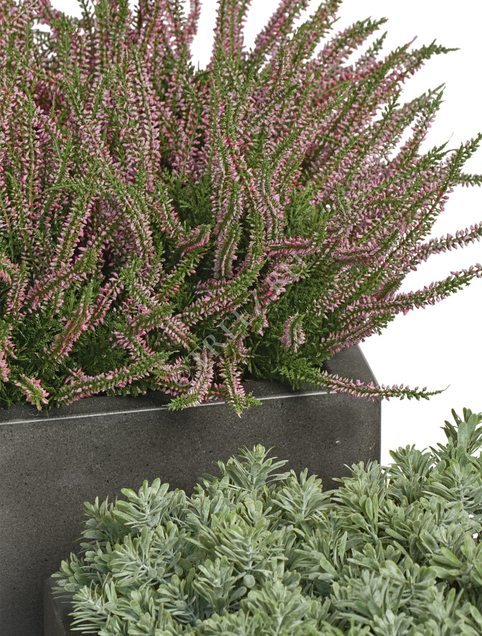 Эрика (вереск) куст нежно-розовый фото