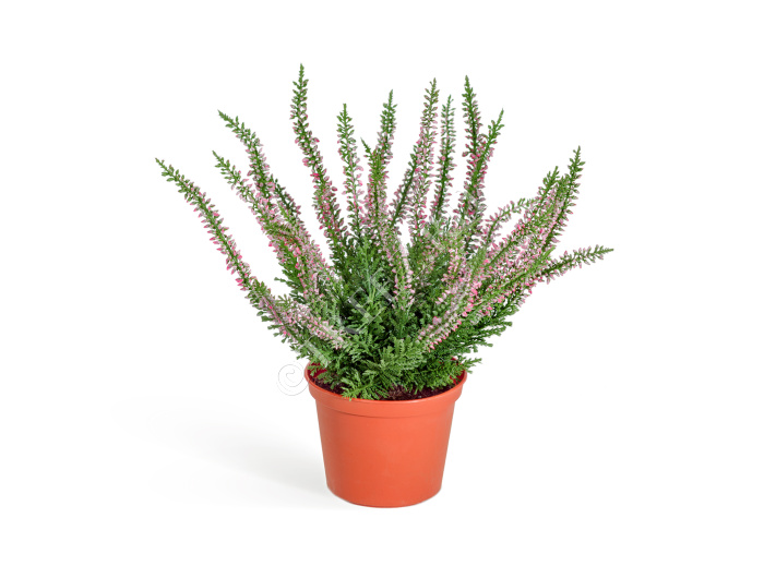 Эрика (вереск) куст нежно-розовый фото