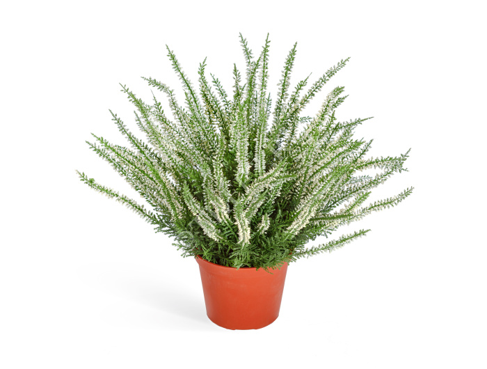 Эрика (вереск) большой куст белый фото