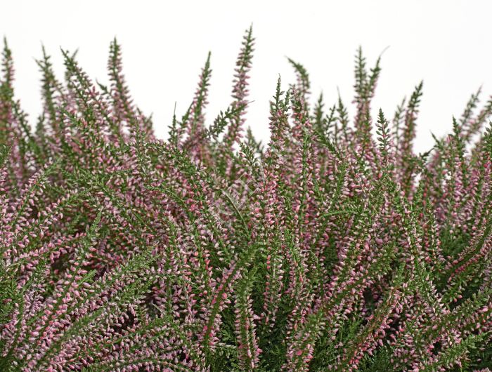 Эрика (вереск) большой куст нежно-розовый фото