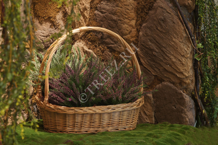 Эрика (вереск) большой куст тёмно-сиреневый фото