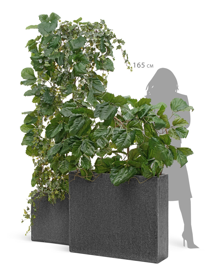 Тетрастигма ветвь де Люкс интерьерная (с крепежным элементом) фото