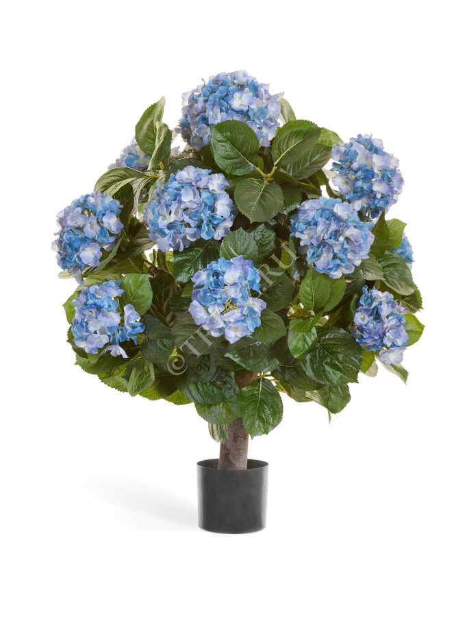 Гортензия куст Макси тёмно-голубой в горшке фото