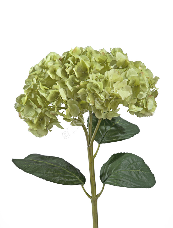 Гортензия махровая светло-зеленая фото