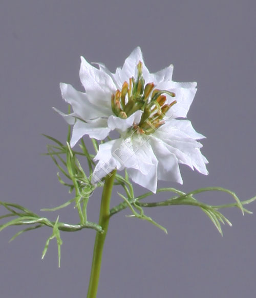 Нигелла белая фото