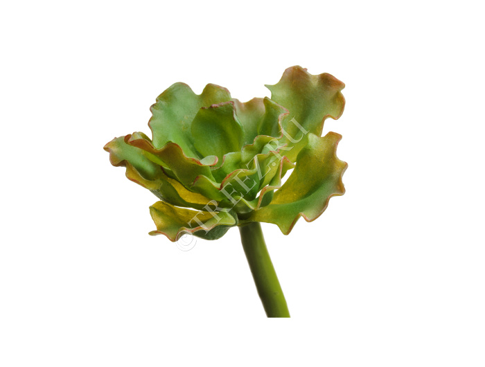 Суккулент Эхеверия Шавиана Трифлс св.зелёно-розовая фото