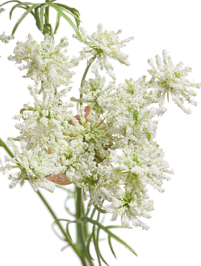 Анна Королевская ветвь цветущая белая фото