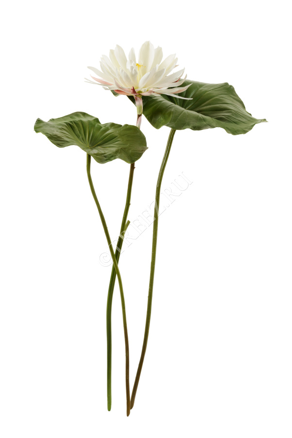 Лист Лотоса фото