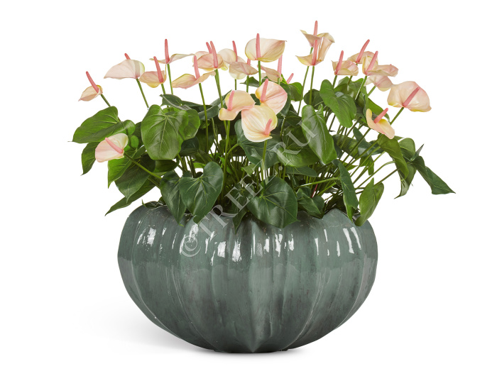 Кашпо TREEZ Effectory - Aura - Низкая Design-чаша - Изумрудный лак фото